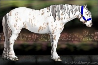 Horse Color:Sable Champagne Appaloosa  and Amber Champagne Appaloosa 