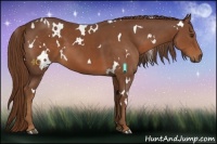 Horse Color:White Spotted Chestnut 