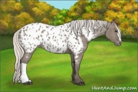 Horse Color:Silver Grullo Appaloosa
