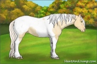 Horse Color:Silver Amber Champagne Dun Tobiano Appaloosa