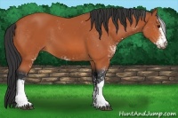 Horse Color:Bay Sabino 