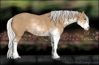 Horse Color:Silver Buckskin Sabino Rabicano 