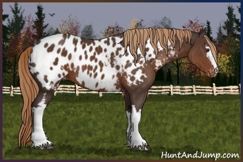 Horse Color:White Spotted Liver Chestnut Appaloosa 