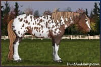 Horse Color:White Spotted Liver Chestnut Appaloosa 