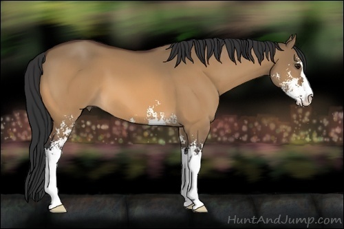 Horse Color:Brown Dun Sabino
