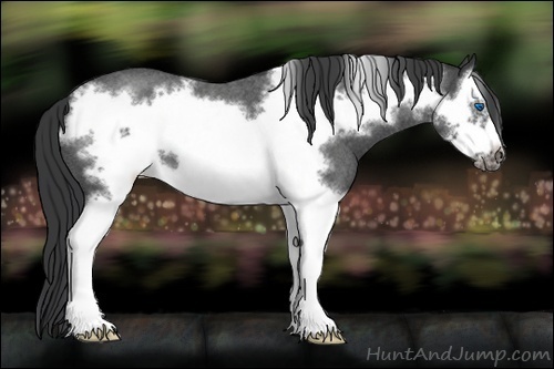 Horse Color:Blue Roan Splash Frame 