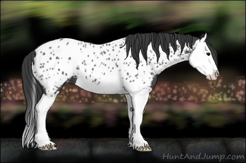 Horse Color:Blue Roan Splash Appaloosa