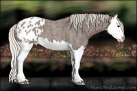 Horse Color:Silver Blue Roan Splash Varnish 