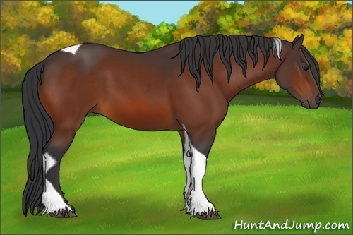 Horse Color:Bay Tobiano 