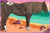Horse Color:Liver Chestnut Appaloosa