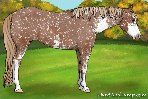 Horse Color:Chestnut Sabino Appaloosa 