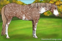 Horse Color:Chestnut Sabino Appaloosa