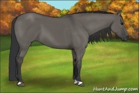 Horse Color:Grullo 