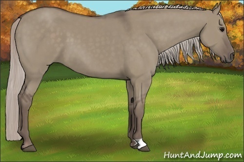 Horse Color:Silver Grullo