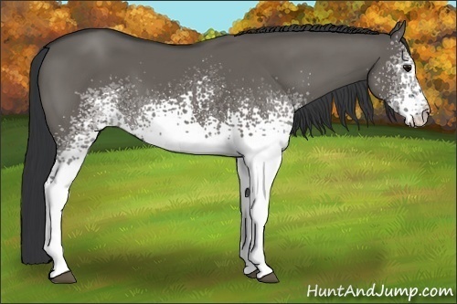 Horse Color:White Spotted Grullo 
