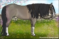 Horse Color:Grullo Splash 