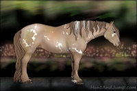 Horse Color:White Spotted Black Pearl Sabino 