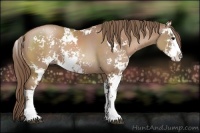 Horse Color:Black Pearl Sabino 