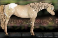 Horse Color:White Spotted Liver Chestnut Pearl Appaloosa 