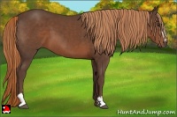 Horse Color:Liver Chestnut Sabino
