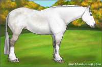 Horse Color:Gray Bay Dun Sabino Rabicano 