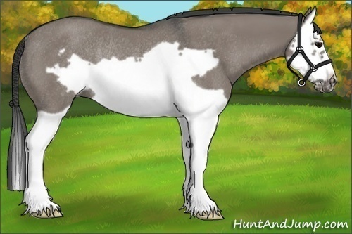 Horse Color:Grullo Splash Frame Rabicano 