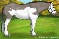 Horse Color:Grullo Splash Frame Rabicano