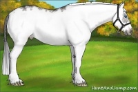 Horse Color:White Spotted Grullo Splash Frame Rabicano