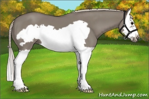 Horse Color:Silver Grullo Splash Frame 
