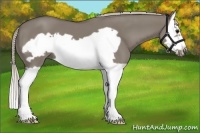 Horse Color:Silver Grullo Splash Frame