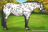 Horse Color:Grullo Appaloosa 