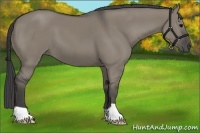 Horse Color:Smoky Grullo