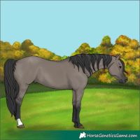 Horse Color:Grullo