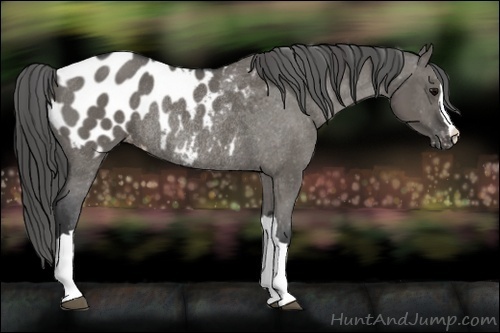 Horse Color:Grullo Blanket Rabicano