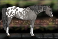 Horse Color:Grullo Blanket Rabicano