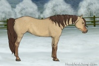 Horse Color:Liver Red Dun 