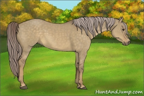 Horse Color:Chocolate Palomino Dun Rabicano