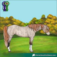 Horse Color:Silver Buckskin Roan Dun Splash  and Liver Red Dun Roan Splash Rabicano 