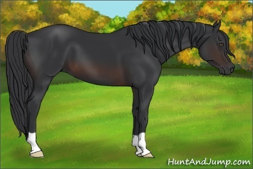 Horse Color:Brown 