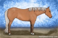 Horse Color:Silver Bay Roan 