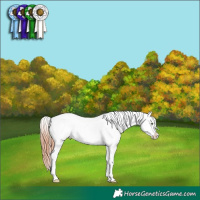 Horse Color:Sable Champagne Dun Appaloosa