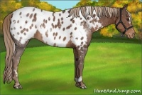 Horse Color:White Spotted Liver Chestnut Blanket