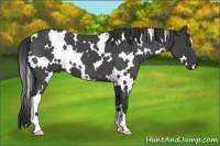 Horse Color:White Spotted Blue Roan