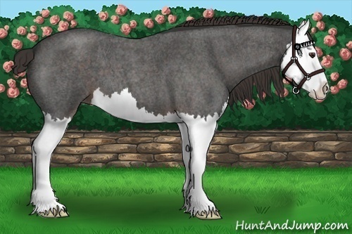 Horse Color:Liver Red Roan Splash 