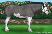 Horse Color:Liver Red Roan Splash 