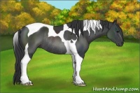 Horse Color:Black Sabino Tobiano Rabicano 