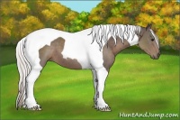 Horse Color:Silver Black Tobiano 