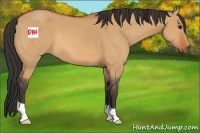 Horse Color:Bay Dun