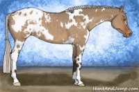 Horse Color:White Spotted Silver Brown Roan Dun Appaloosa