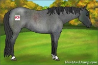Horse Color:Blue Roan 